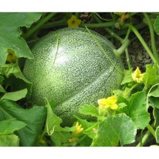 Plant de melon Petit Gris de Rennes
