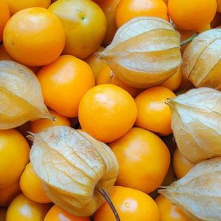 Physalis