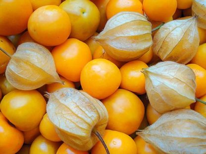 Physalis