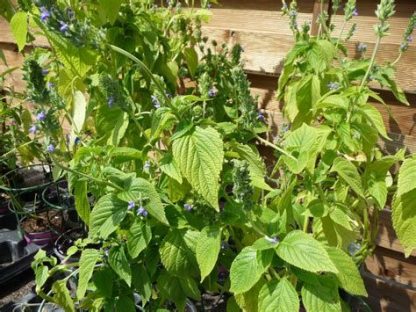 Plant de Sauge Chia