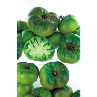 Plant de tomate Evergreen