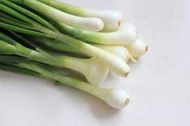 Oignon blanc botte