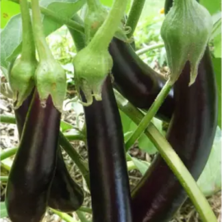 Plant d'aubergine De Barbentane