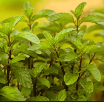Plant de Menthe Bergamote
