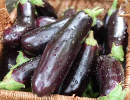 Plant d'aubergine De Barbentane