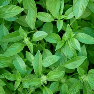 Plant de Basilic Citron