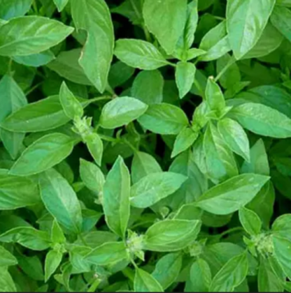 Plant de Basilic Citron