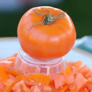 Plant de tomate Carotina