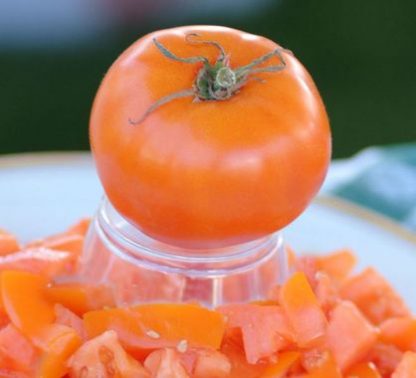Plant de tomate Carotina