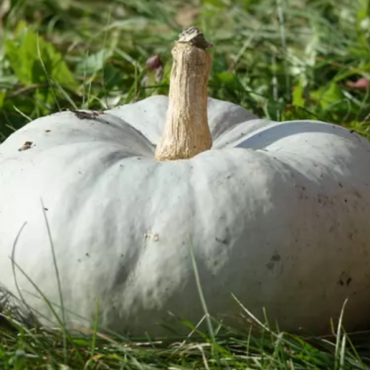 Plant de courge Bleu de Hongrie