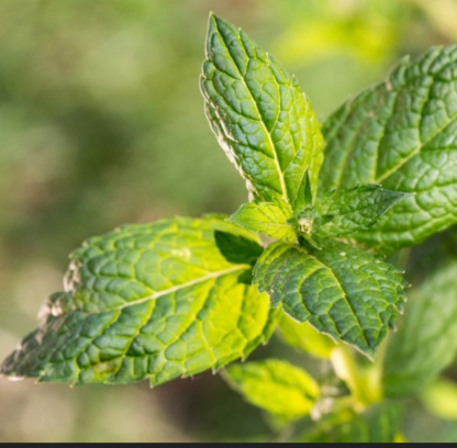 Plant de menthe Marocaine