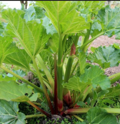 Plant de Rhubarbe Victoria