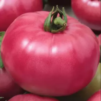 Plant de tomate Rose de Berne