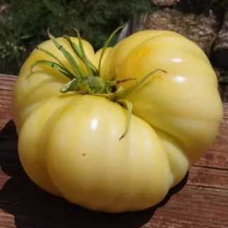 Plant de tomate Beauté Blanche