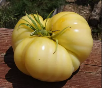 Plant de tomate Beauté Blanche