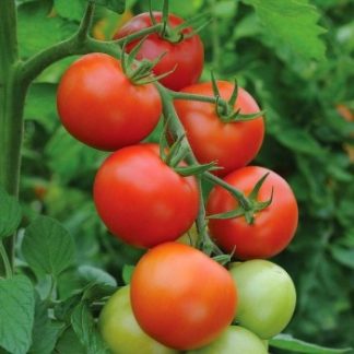 Plant de tomate Délice des Jardiniers