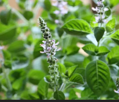 Plant de Basilic Tulsi