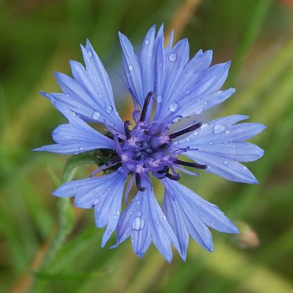 Semences de Bleuet