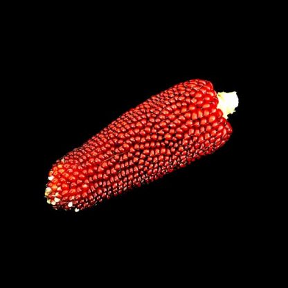 Semences de Maïs Fraise Pop Corn