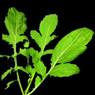 Semences de Roquette Cultivée