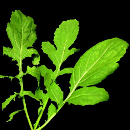 Semences de Roquette Cultivée