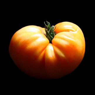 Semences de Tomate Amana Orange