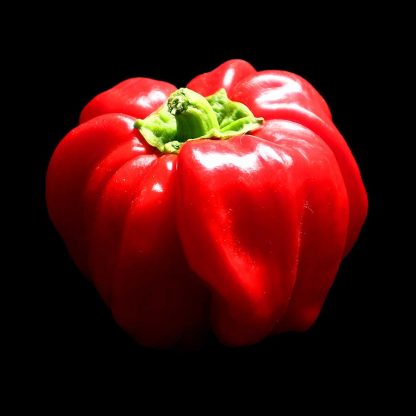 Semences de Poivron d'Ampuis