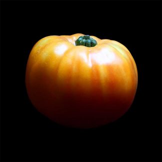 Semences de Tomate Ananas