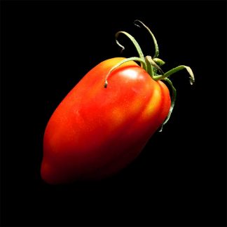 Semences de Tomate Andine Cornue