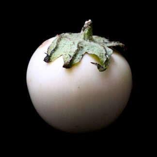 Semences d'Aubergine Blanche Ronde à Œufs