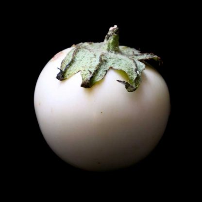 Semences d'Aubergine Blanche Ronde à Œufs