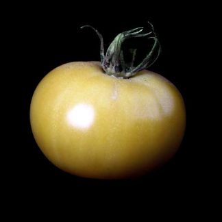 Semences de Tomate blanche de Picardie