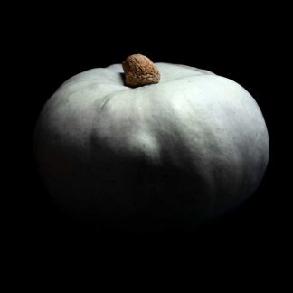 Semences de Courge Bleue de Hongrie