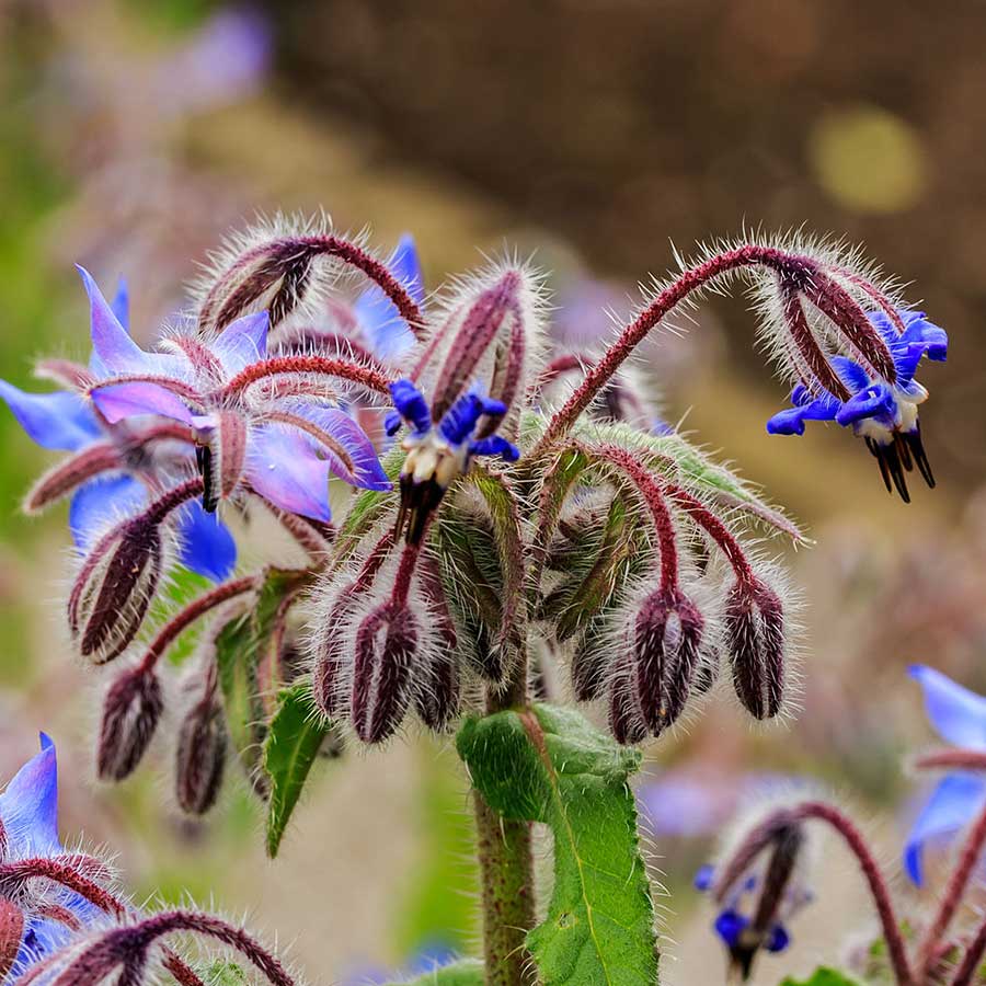 Lotto Di 10 Semi Di Borragine - Pianta Aromatica Annuale - Da Coltivare In Vaso O Orto