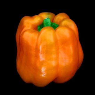Semences de Poivron California Wonder Orange