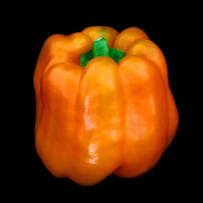 Semences de Poivron California Wonder Orange