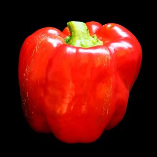Semences de Poivron California Wonder
