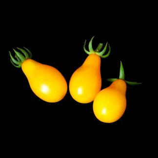 Semences de Tomate cerise jaune poire