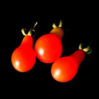 Semences de Tomate cerise rouge poire