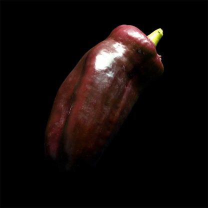Semences de Poivron Chocolat