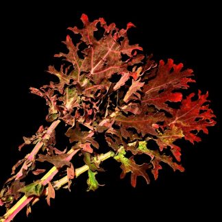 Semences de Chou Kale Rouge de Russie