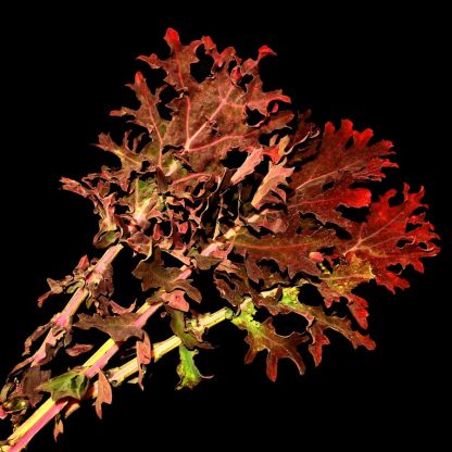 Semences de Chou Kale Rouge de Russie