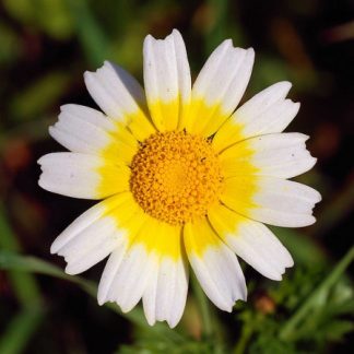 Semences de Chrysanthème comestible Shungiku