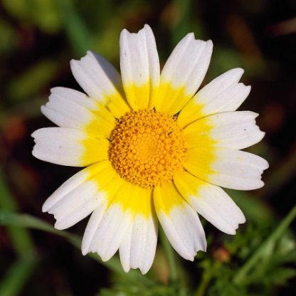 Semences de Chrysanthème comestible Shungiku