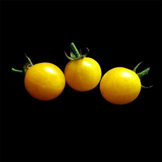 Semences de Tomate Cerise Clémentine