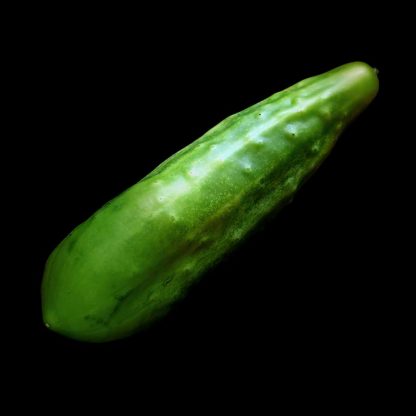 Semences de Concombre Long Anglais