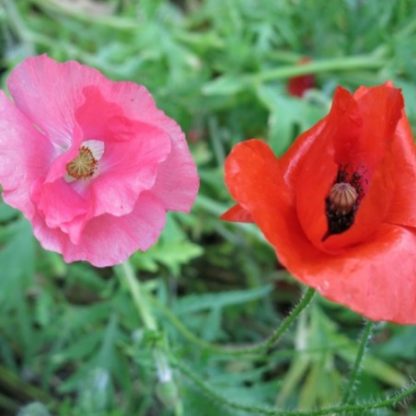 Semences de Coquelicots des Champs