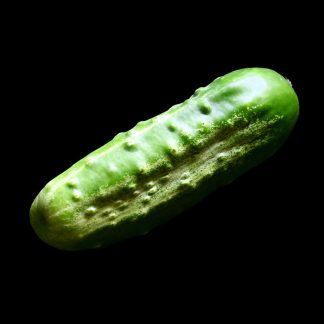Semences de Cornichon Russe