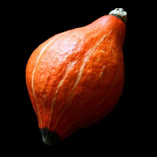 Semences de Courge Delicious golden