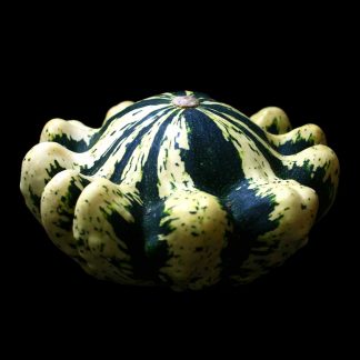 Semences de Courge Pâtisson Vert Panaché de Blanc